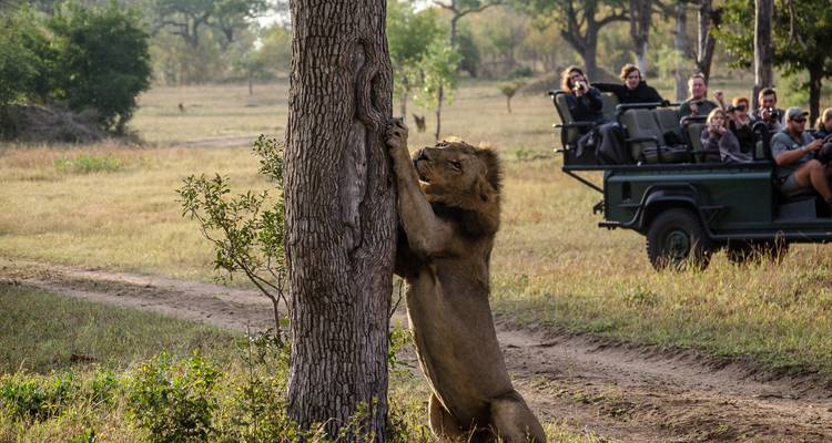 Un león trepando a un árbol con turistas observando desde un vehículo de safari.