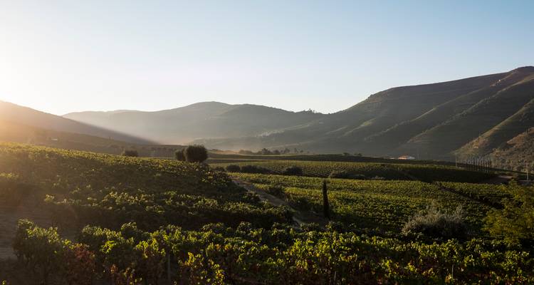 Vineyards stretching over rolling hills at sunset.