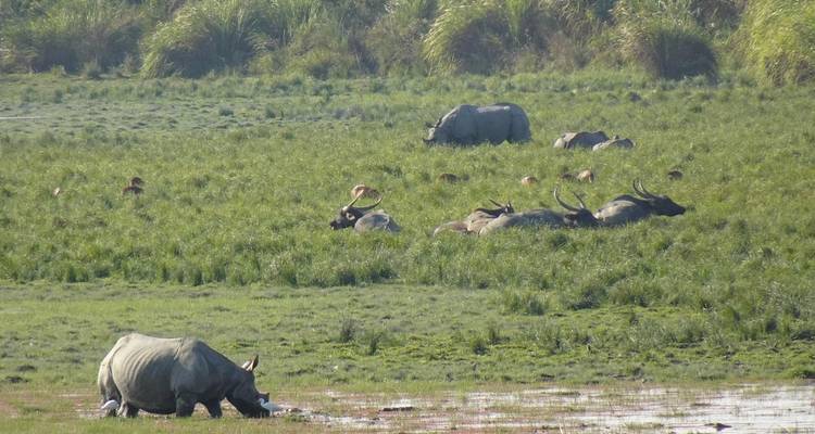 Group of rhinoceroses grazing in a lush grassland.