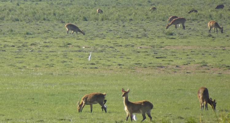 Herd of deer grazing in an open field.