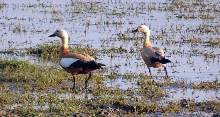 Two birds standing in a wetland area.