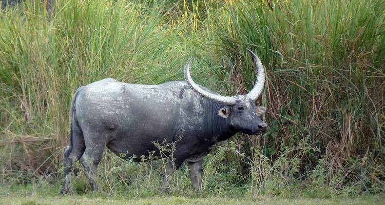 A buffalo standing in front of tall grass in a natural setting.