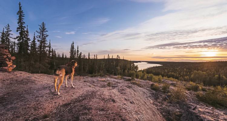 Hund steht auf einer felsigen Klippe und blickt auf einen malerischen Sonnenuntergang.