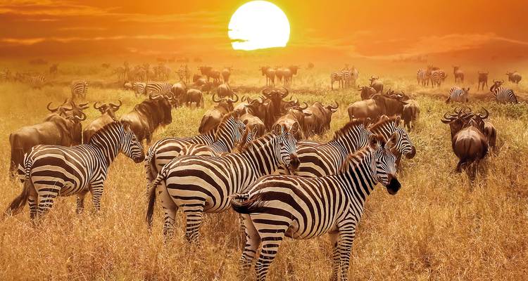 Kudde zebra's en gnoes onder een levendige zonsondergang in de savanne.