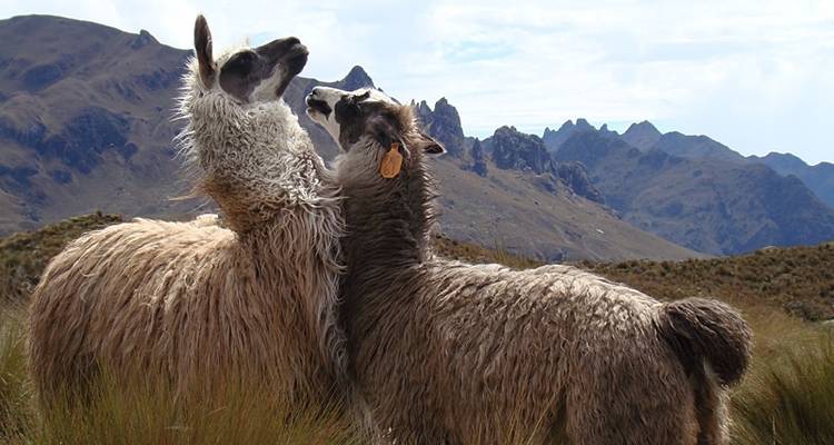 Les incontournables de l'Équateur : Des Andes à l'Amazonie - Exodus Adventure Travels 1