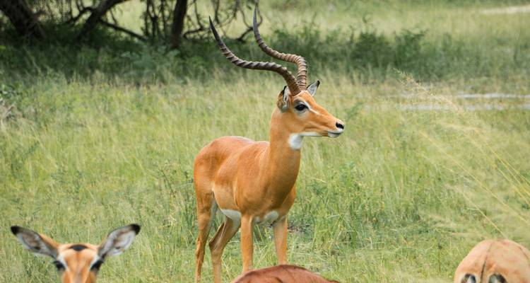 Impala vigilante aux longues cornes incurvées se tenant dans les herbes de savane verte parmi son troupeau