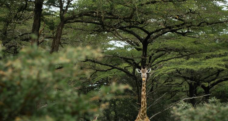 Girafe regardant par-dessus une forêt dense verdoyante avec de grands arbres aux cimes plates
