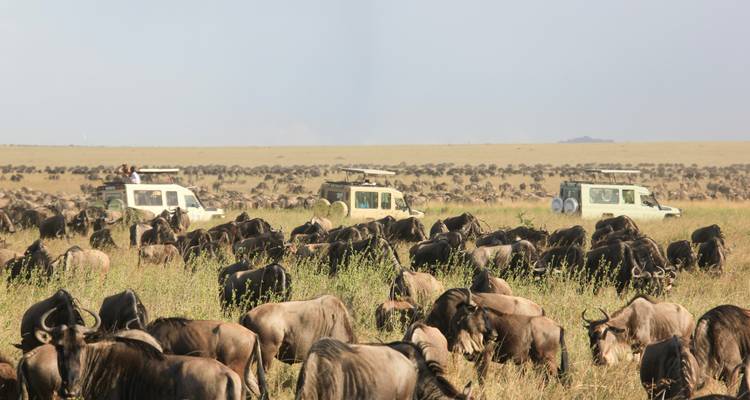 Des centaines de gnous paissant sur les plaines ouvertes tandis que les véhicules de safari observent à distance