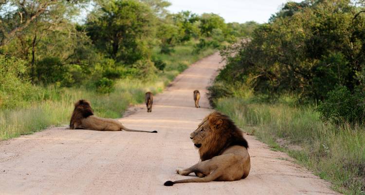 Des lions se prélassant sur une piste de terre tandis que d'autres s'éloignent le long d'une route bordée de buissons verts