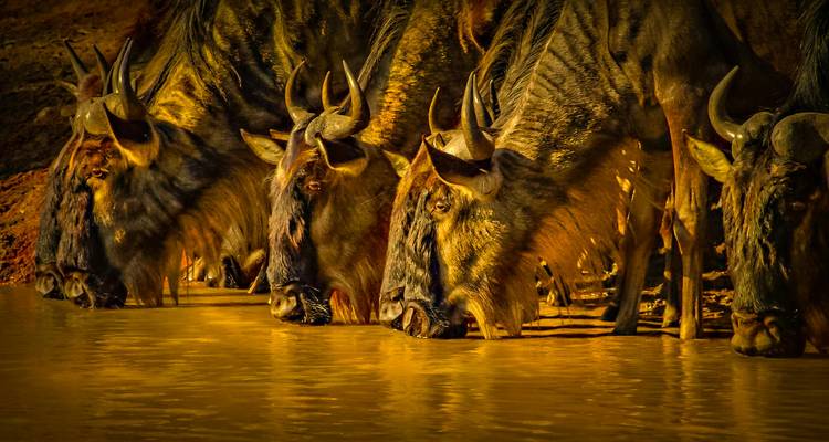 Rangée de gnous s'abreuvant dans une rivière illuminée d'or créant des reflets dramatiques