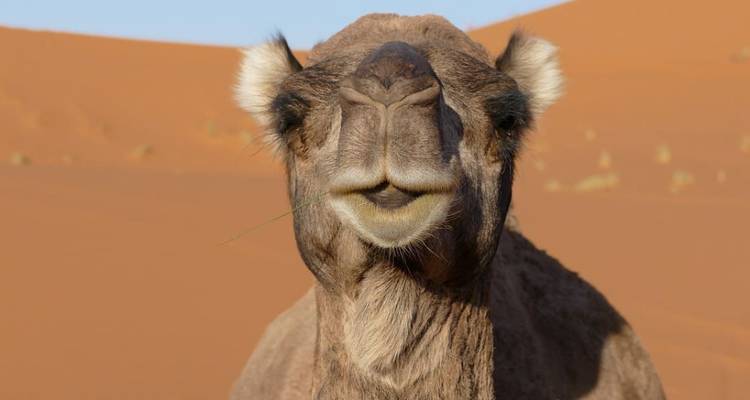 Gros plan sur un chameau dans le désert.