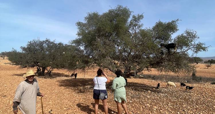 Des gens avec des chèvres sur les branches d'arbres.
