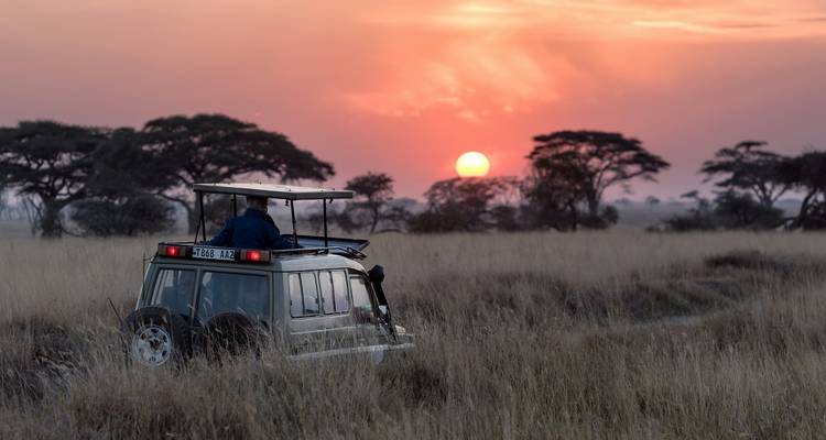 Safariauto fährt durch hohes Savannengraß auf einen roten afrikanischen Sonnenuntergang und Akazienbäume zu.
