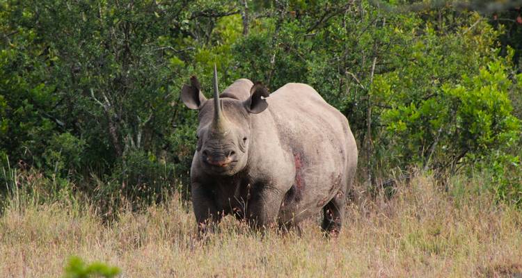 Vorderansicht eines einzelnen schwarzen Nashorns in aufrechter Haltung im hohen Gras mit Buschlandschaft im Hintergrund.
