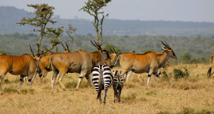 Gemischte Herde von Elenantilopen und zwei Zebras, die auf einer offenen Savannenebene grasen.