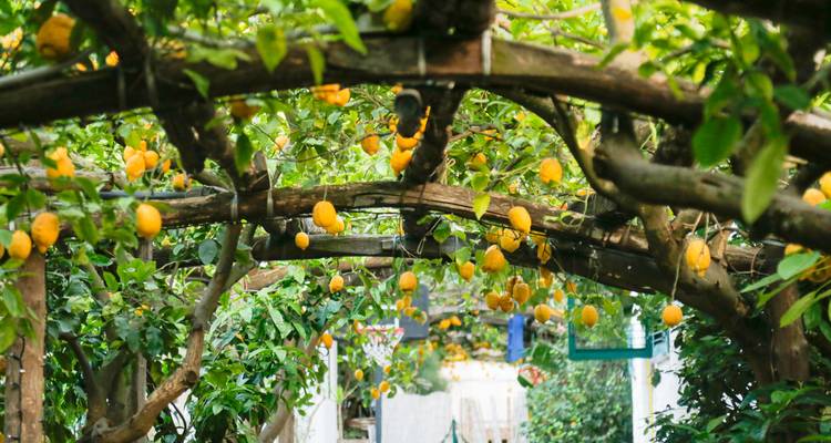Lemon trees under a wooden trellis.