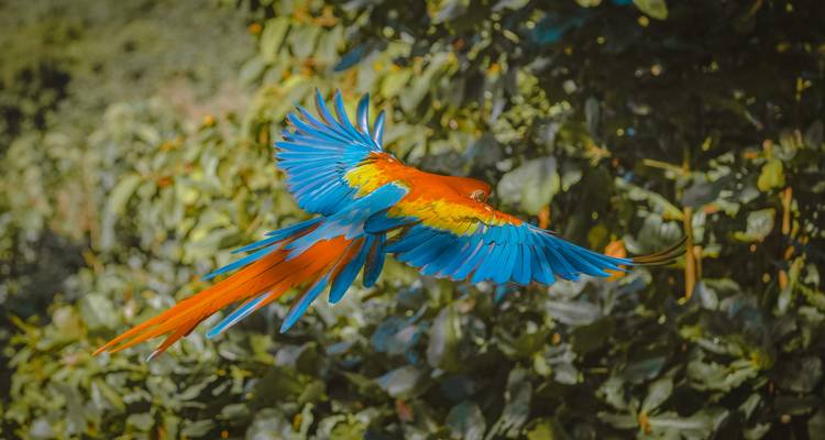 A vibrant scarlet macaw flying against a lush green backdrop.