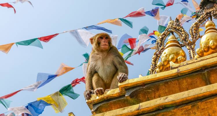 Un singe assis sur un stupa avec des drapeaux de prière colorés en arrière-plan.