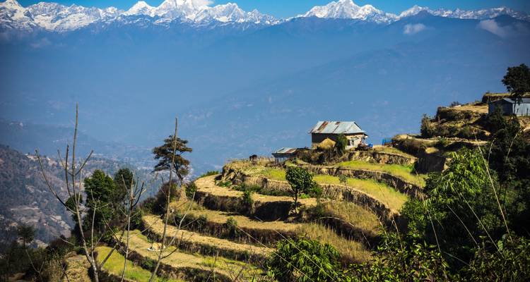 Champs en terrasses avec une petite maison dans l'Himalaya, pics enneigés en arrière-plan.