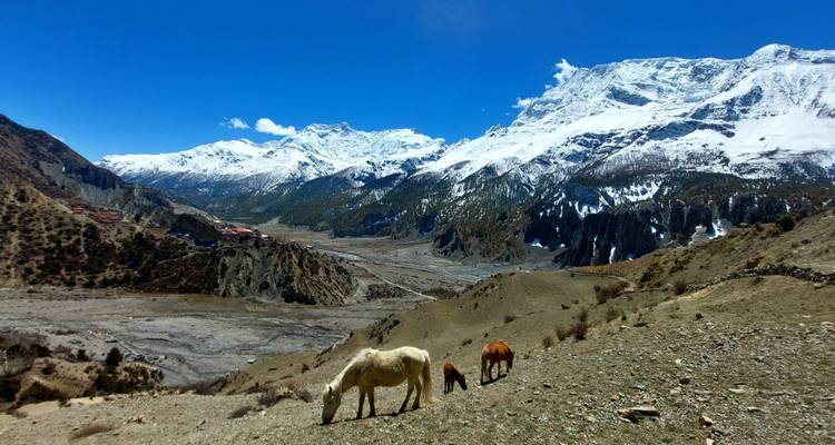 Chevaux broutant dans une vallée himalayenne avec des montagnes enneigées.