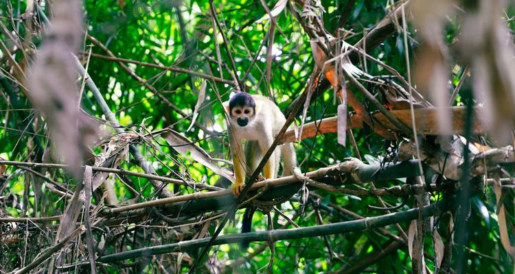 Singe perché sur une branche dans un feuillage dense de jungle.
