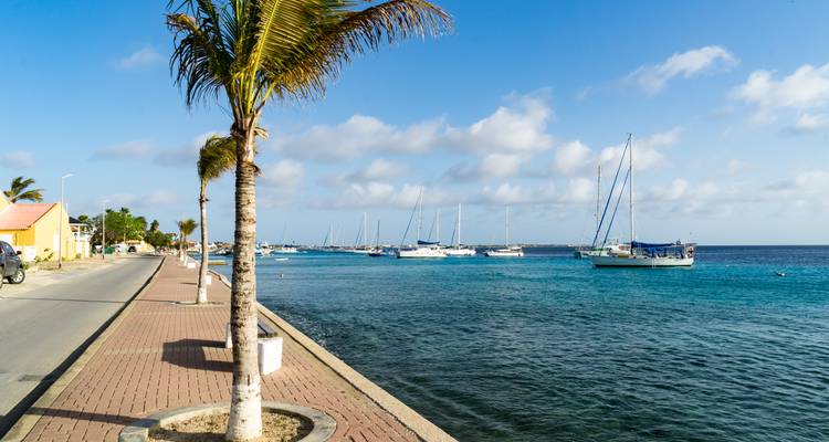 Calle bordeada de palmeras a lo largo de un frente marítimo tranquilo con barcos anclados cerca.