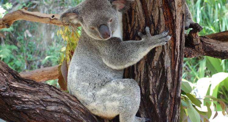 Koalabeer die zich vastklampt aan een boom in een natuurlijke omgeving.