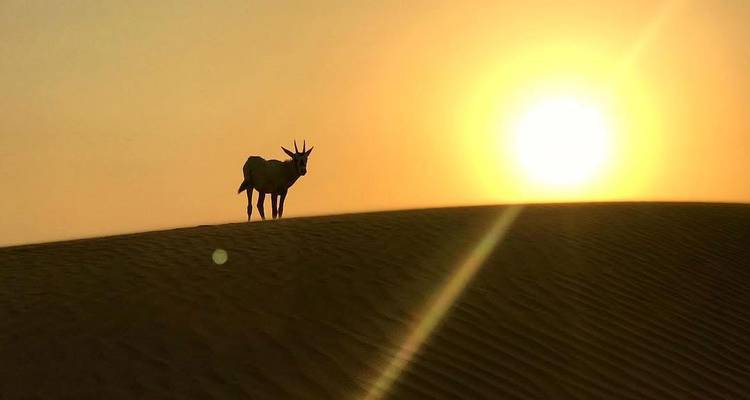 Silhouette d'un oryx d'Arabie sur une dune de sable au coucher du soleil.