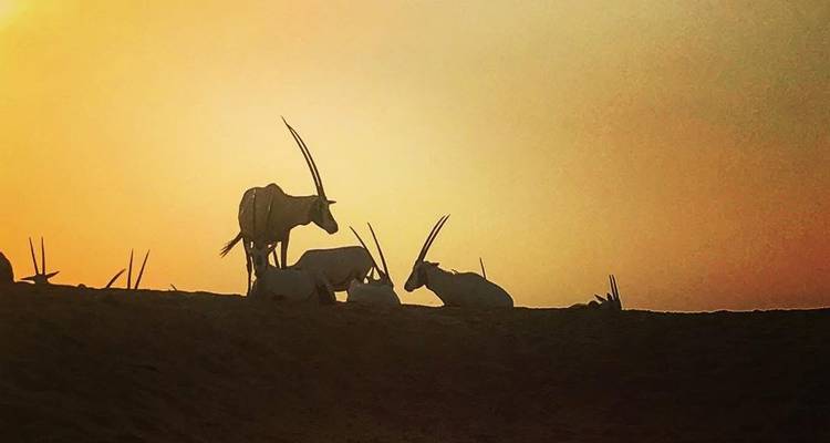 Groupe d'oryx d'Arabie au coucher du soleil sur les dunes de sable.