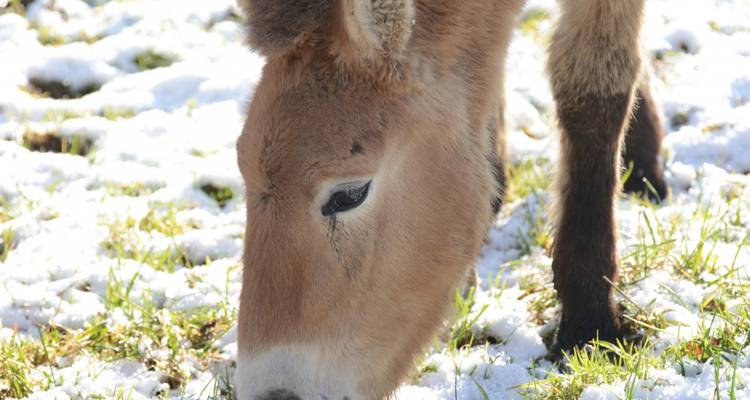 Grazing donkey in a snowy field.