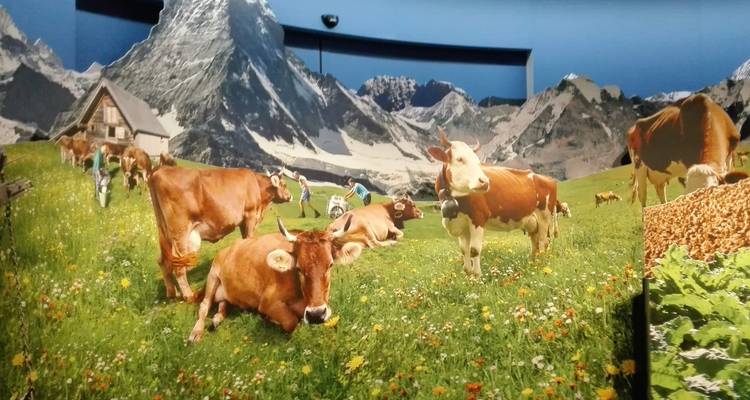 Exhibit showing cows in an alpine landscape.