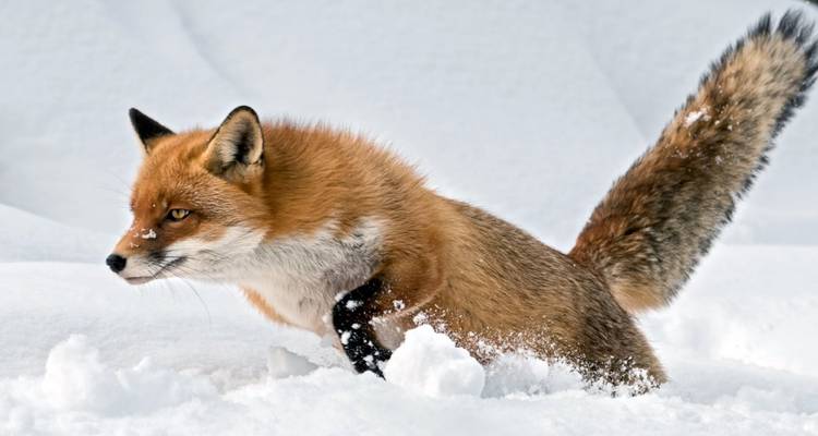 A fox moving through the snow.