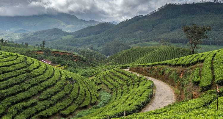 Lush green tea plantation fields with a winding path.