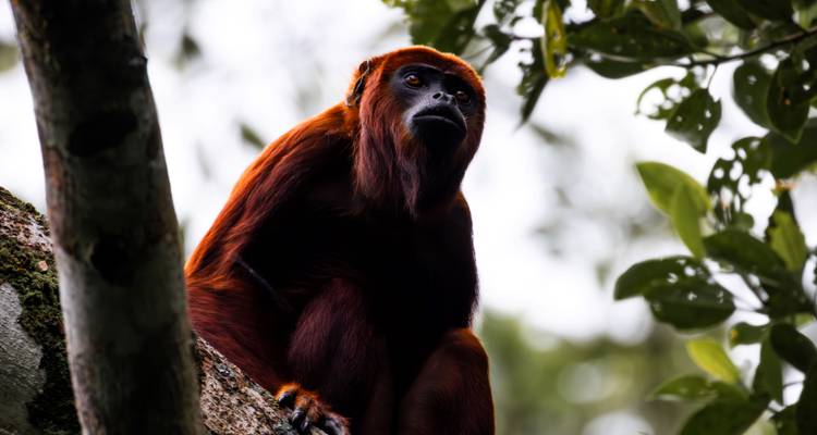 Gros plan d'un singe hurleur dans un arbre.