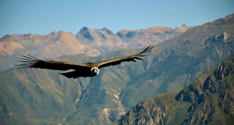 Andean condor flying over the Colca Canyon with mountains.