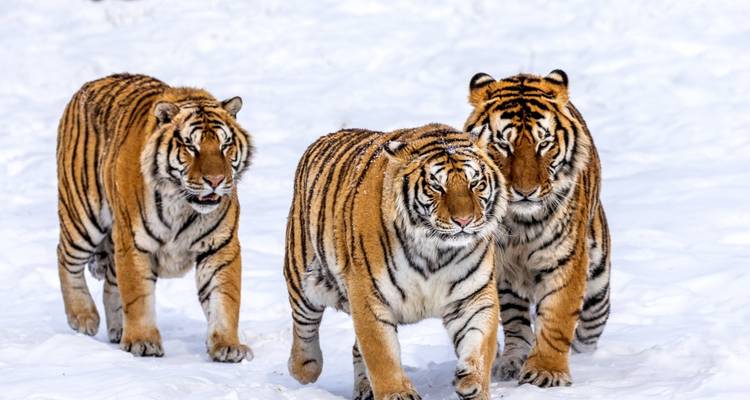 Trois tigres de Sibérie marchant dans un environnement enneigé.