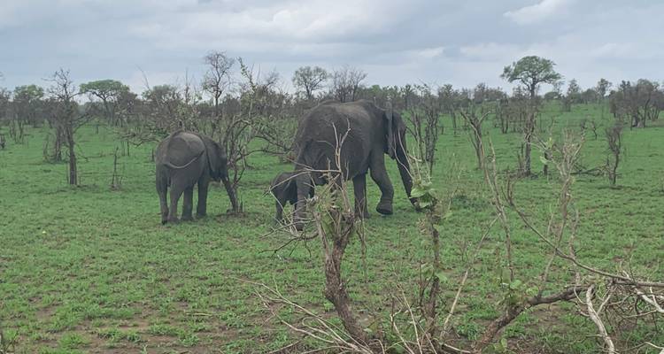 Éléphants broutant dans un paysage de savane verte