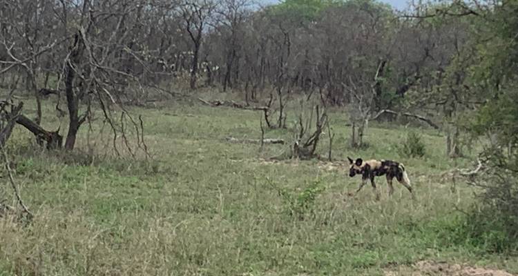 Chien sauvage dans une zone herbeuse