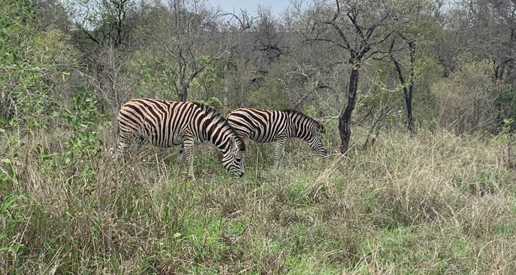 Zèbres broutant dans un champ forestier