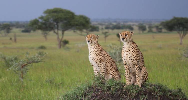 Zwei Geparden sitzen auf einem Hügel in einer Savanne.