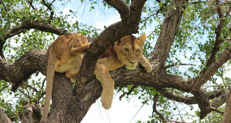 Löwin, die auf einem Ast liegt.