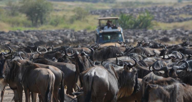 Safari-Fahrzeug mit einer großen Herde von Gnus.