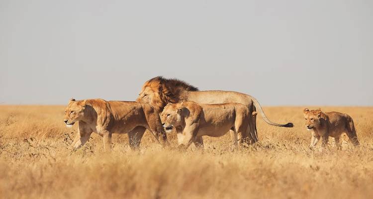 Löwenrudel wandelt durch eine offene Savanne.