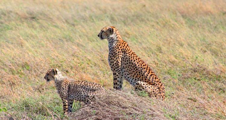 Gepard mit Jungtier sitzt im Gras.