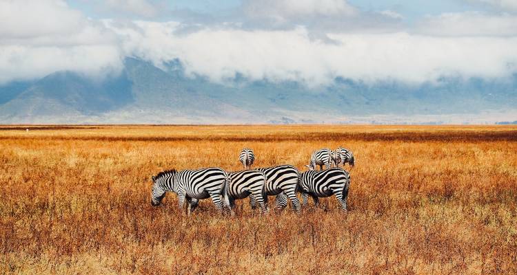Zebras grasen auf einem Feld mit einem Berg im Hintergrund.
