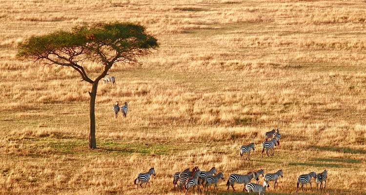 Zebras in einer Savannenlandschaft mit einem einzelnen Baum.