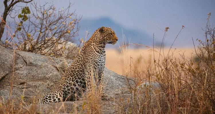 Leopard sitzt auf Felsen mit Savanne im Hintergrund.