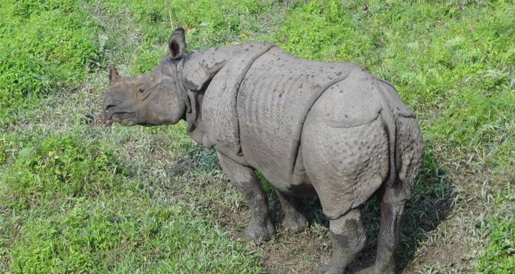 Rhinocéros asiatique debout dans l'herbe verte.
