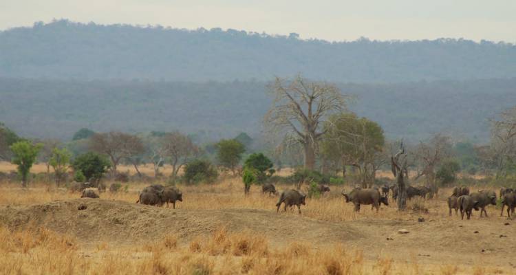 Büffelherde in einer trockenen Savannenlandschaft.