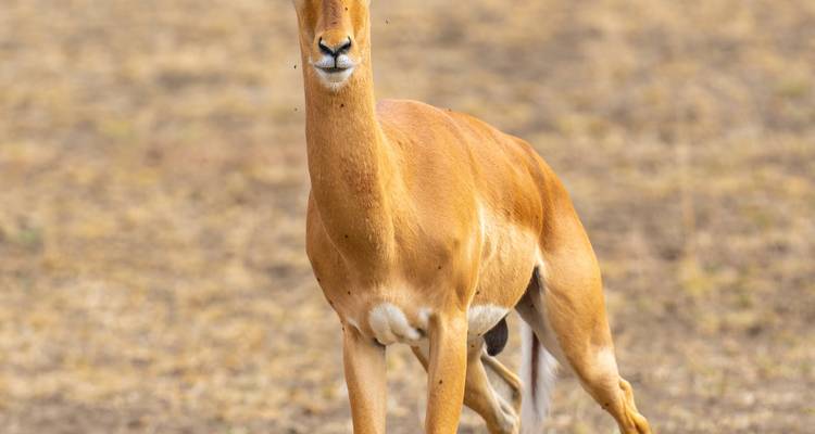 Nahaufnahme einer Impala, die in trockenem Gras steht.